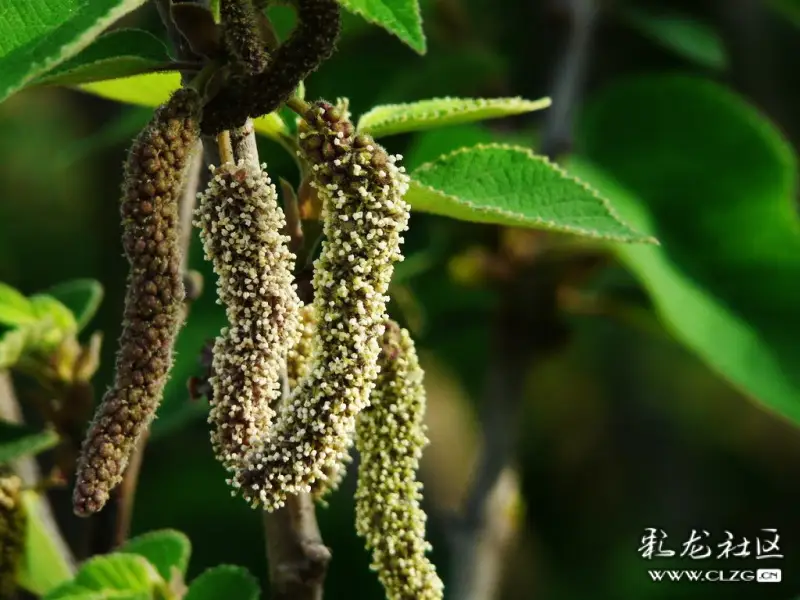 水果花系列之六十九构树果实花
