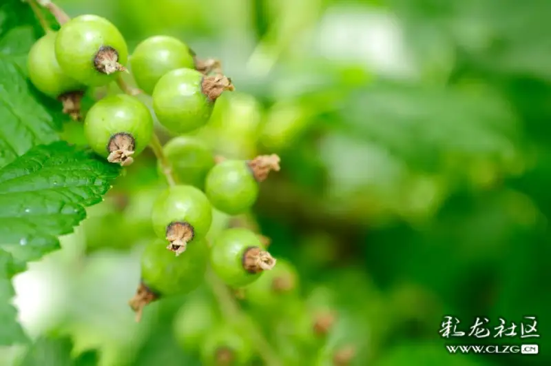 水果花系列之七十六绿醋栗花同其他醋栗花相似