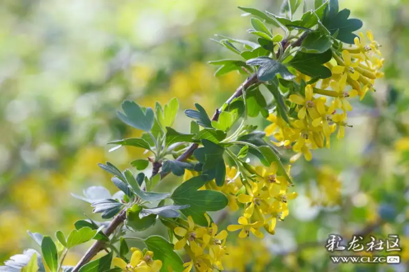 水果花系列之(七十六)绿醋栗花,(同其他醋栗花相似)