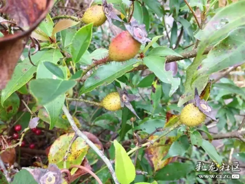 水果花系列之(九十二)金樱子花