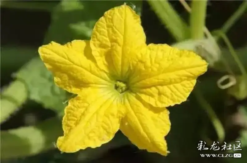 水果花系列之(九十六)哈密瓜花