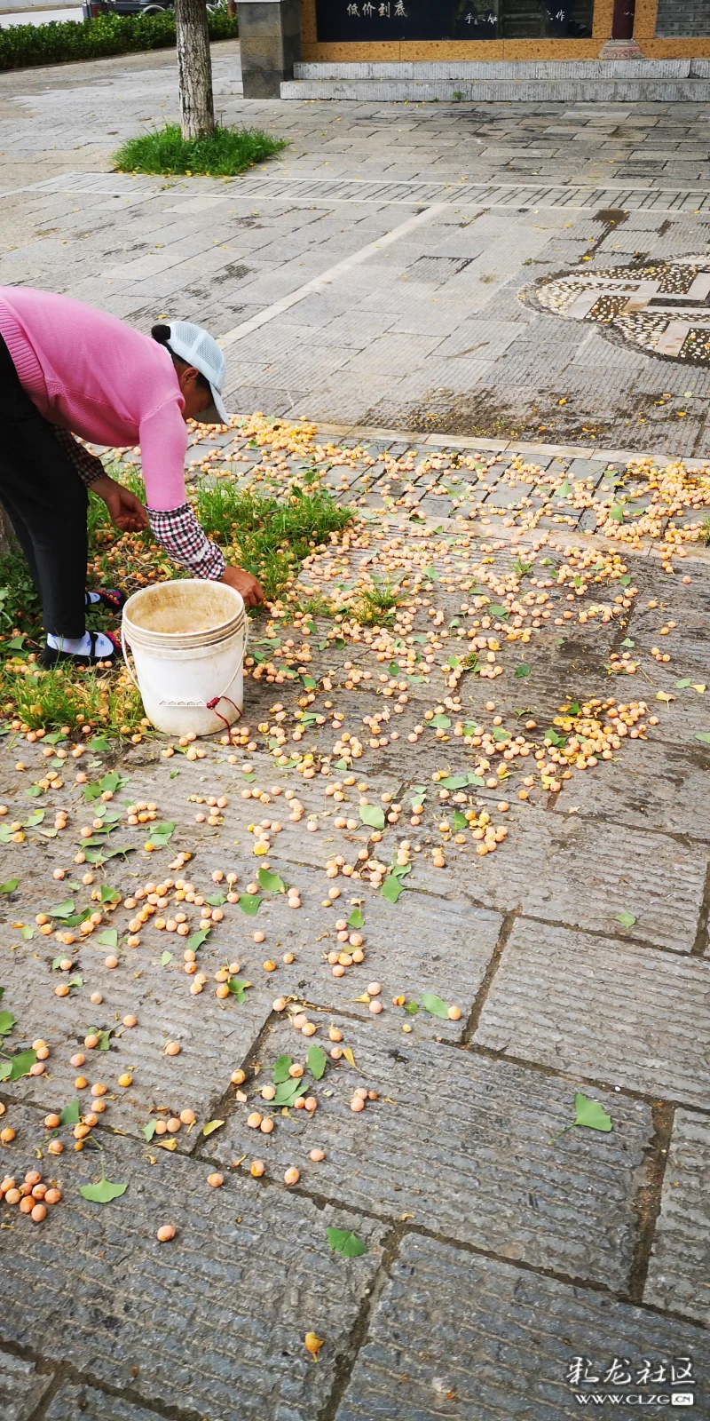 哇那么多的银杏果