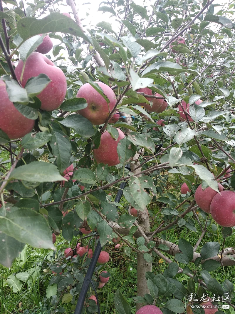 甜而脆的团结乡苹果