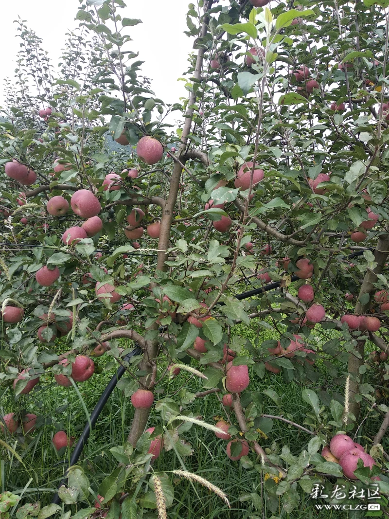 甜而脆的团结乡苹果