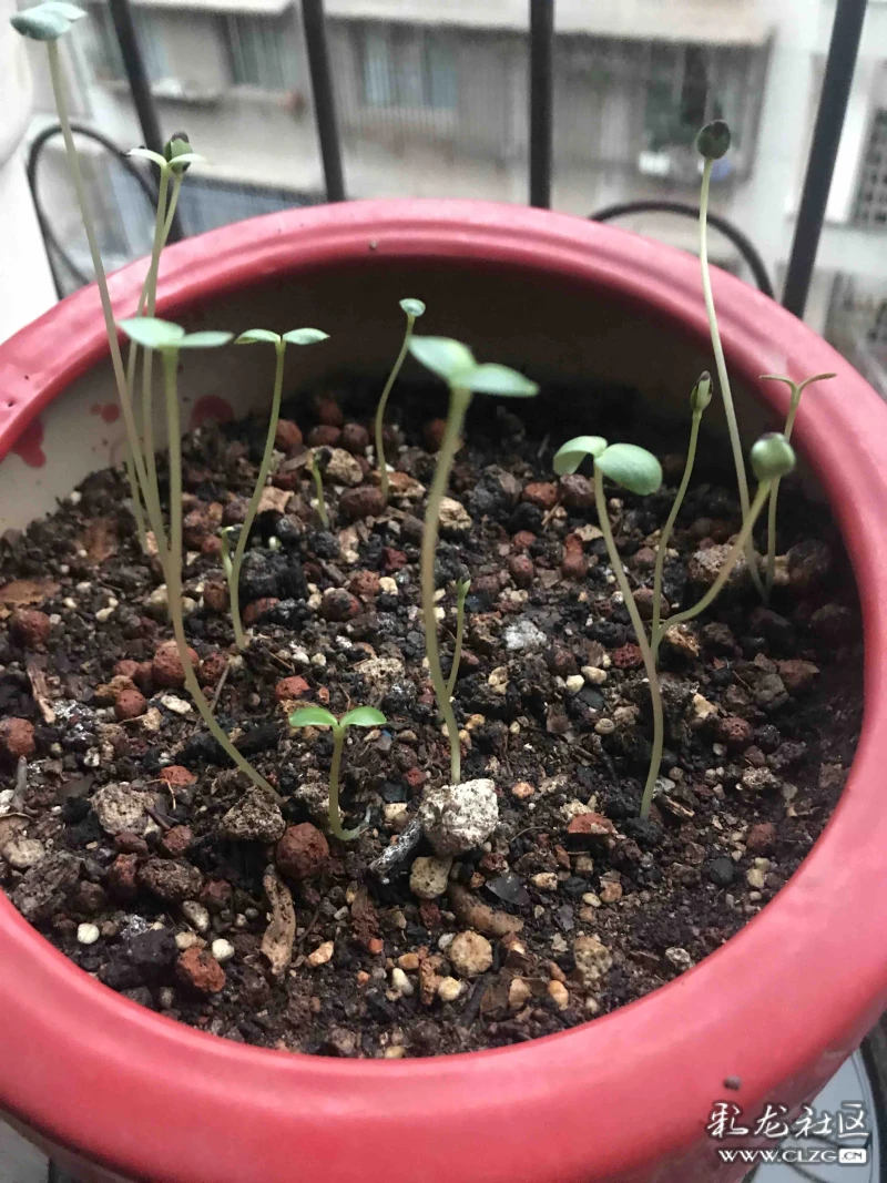 我们家的凤仙花西华园小学四年级二班李欣璇