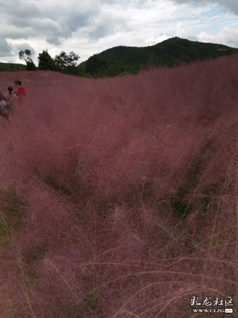 玉山城的醉人花海