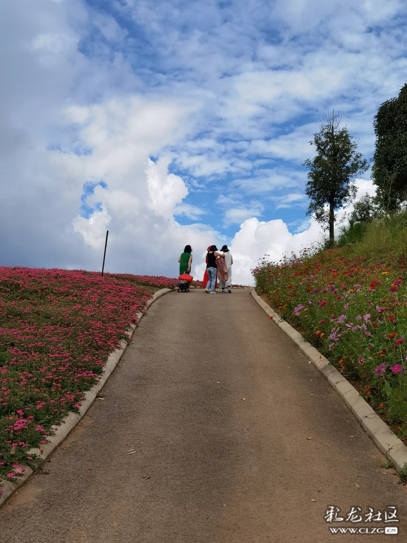 玉山城的醉人花海