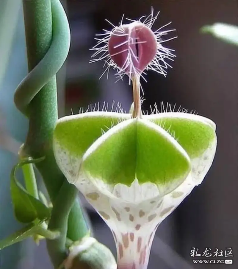 千奇百怪的萝藦科花