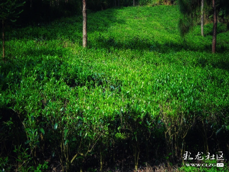 懂过茶山:懂过位于勐库茶山的西半山,海拔一千七百五十米,森林覆盖