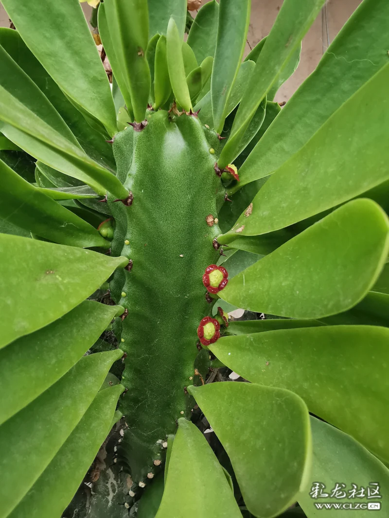 《金刚钻开花》