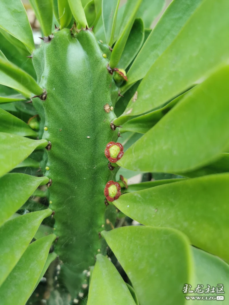 《金刚钻开花》