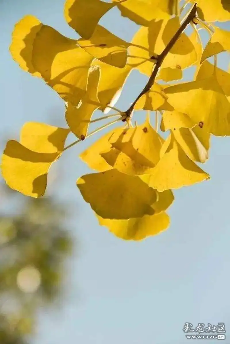银杏为健康长寿,幸福吉祥的象征,银杏的扇形对称的叶子,由于其叶子