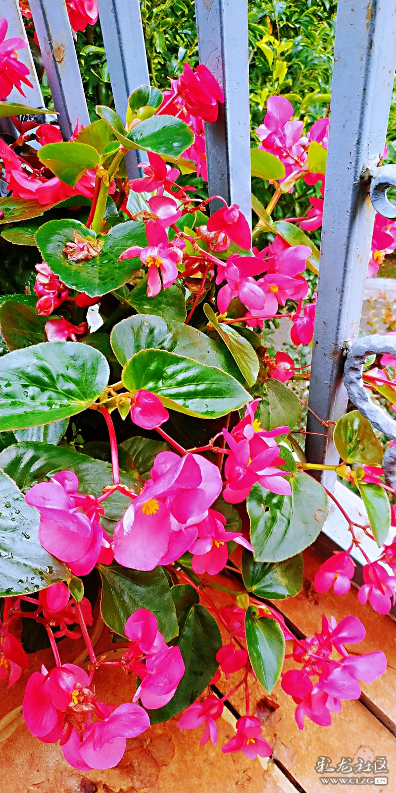 玻璃海棠花的品种极多,花的颜色比较的娇艳,姿态也比较的优美,茎,叶