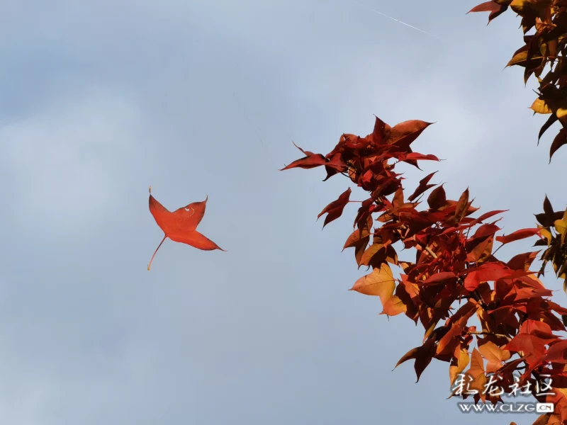 滇池南岸昆阳红叶满天飞舞一派秋日光景