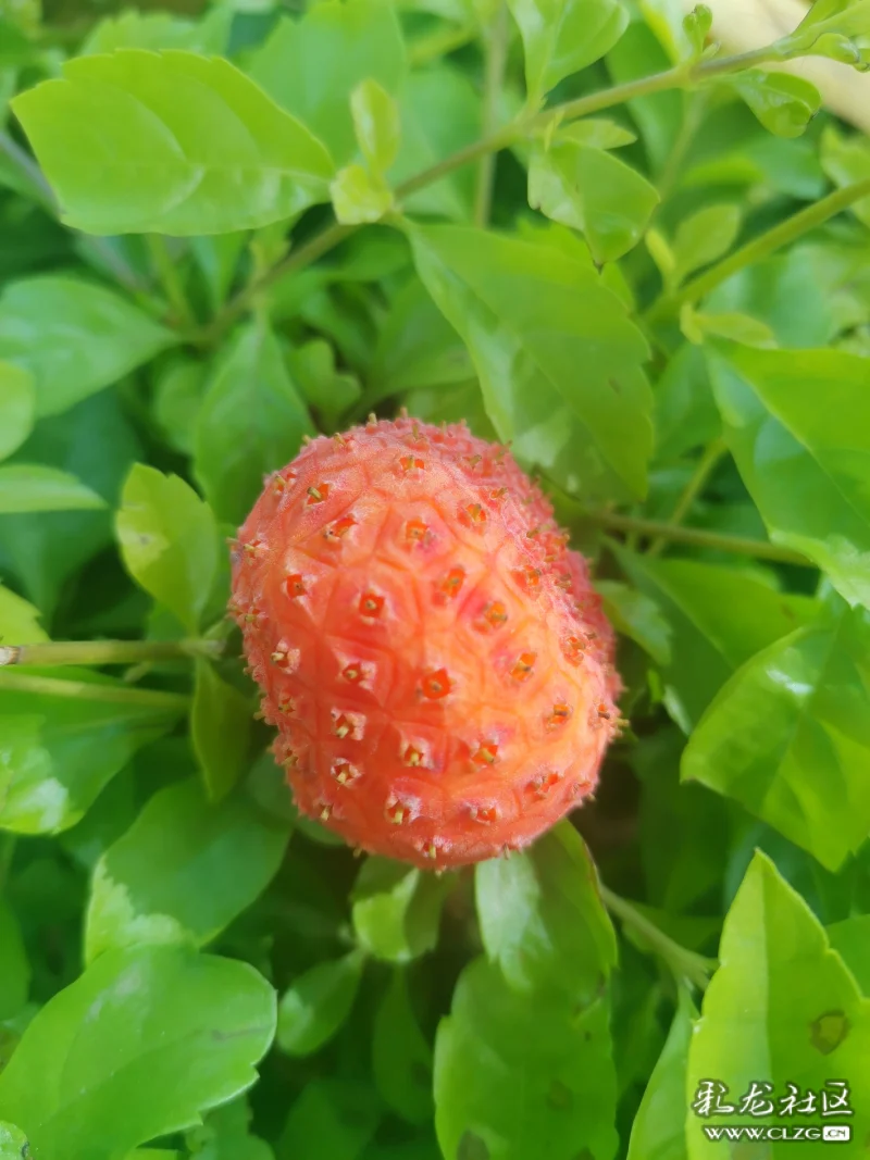 鸡嗉子果