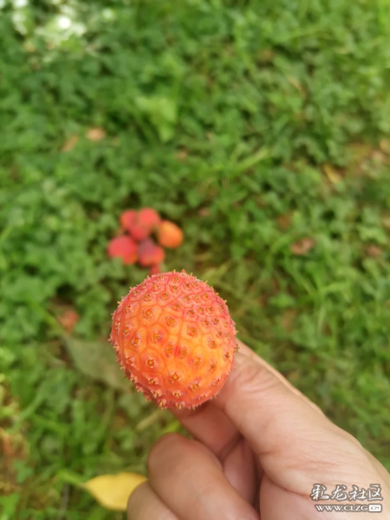 鸡嗉子果