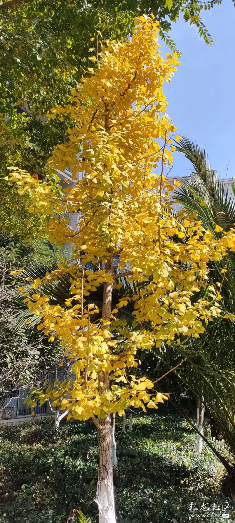 秋天杨树叶子黄了挂在树上好像一朵朵黄色的小花飘落在空中像一只