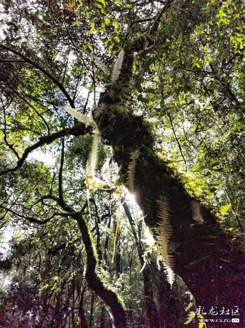 高黎贡山国家级自然保护区