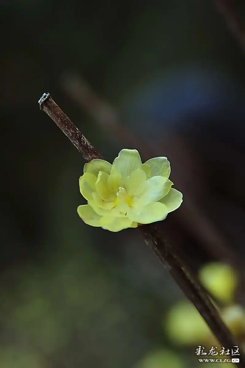 原创七言绝句腊梅花