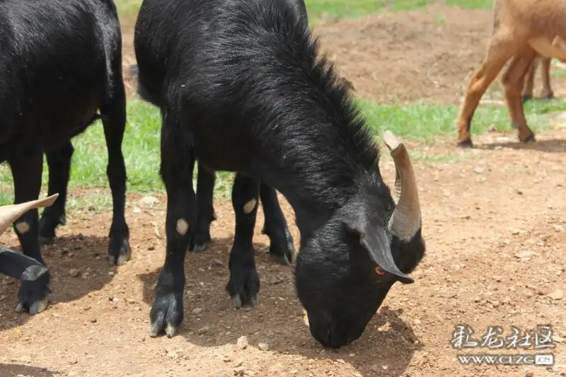 没吃过黑山羊火锅的不足以在冬天谈肉