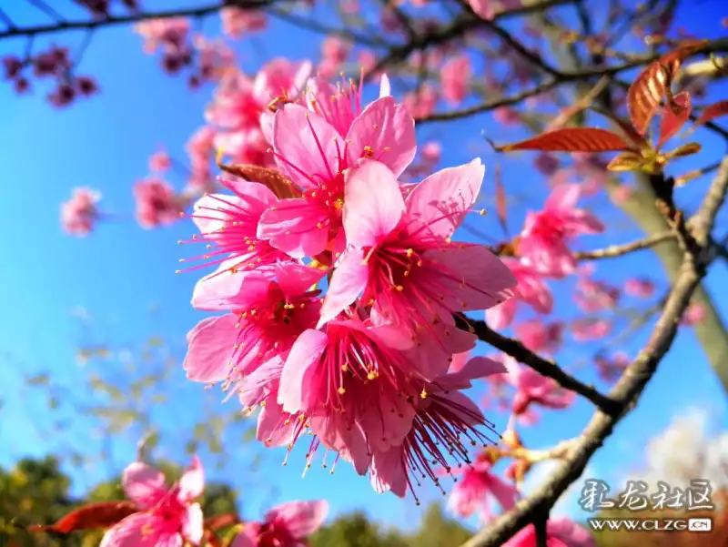 2020年,一月一花