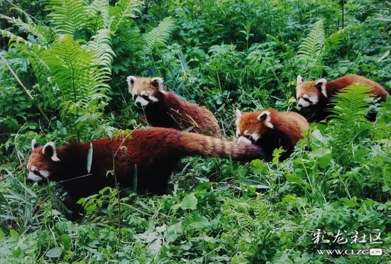 生物多样性云南一动物篇