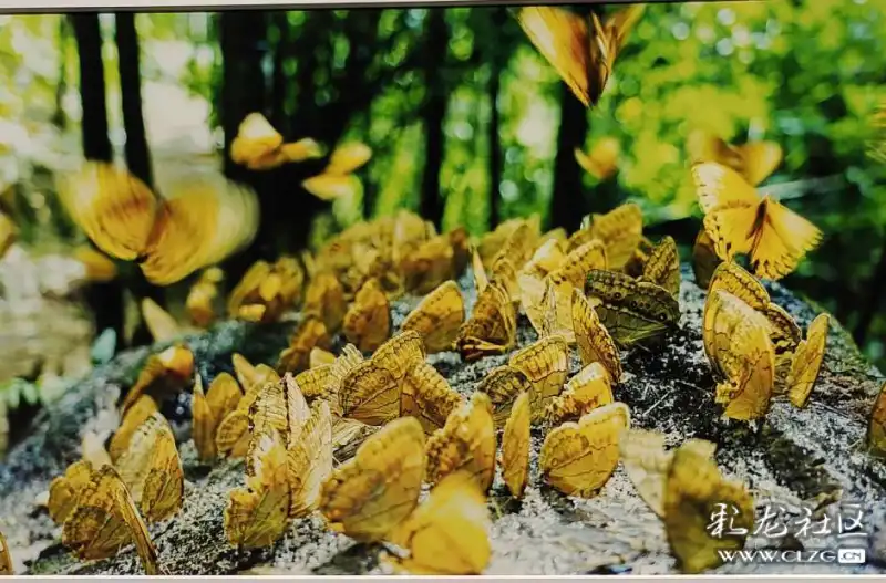 生物多样性云南一动物篇