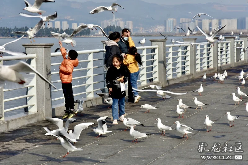 冬天到海埂大坝喂海鸥