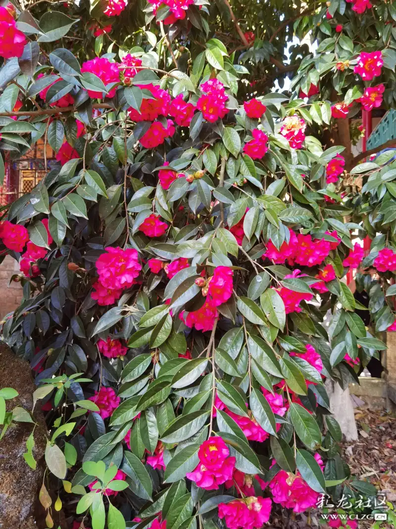 茶花盛开了一一黑龙潭龙泉观里的一棵茶花树开满了又大又红的茶花!