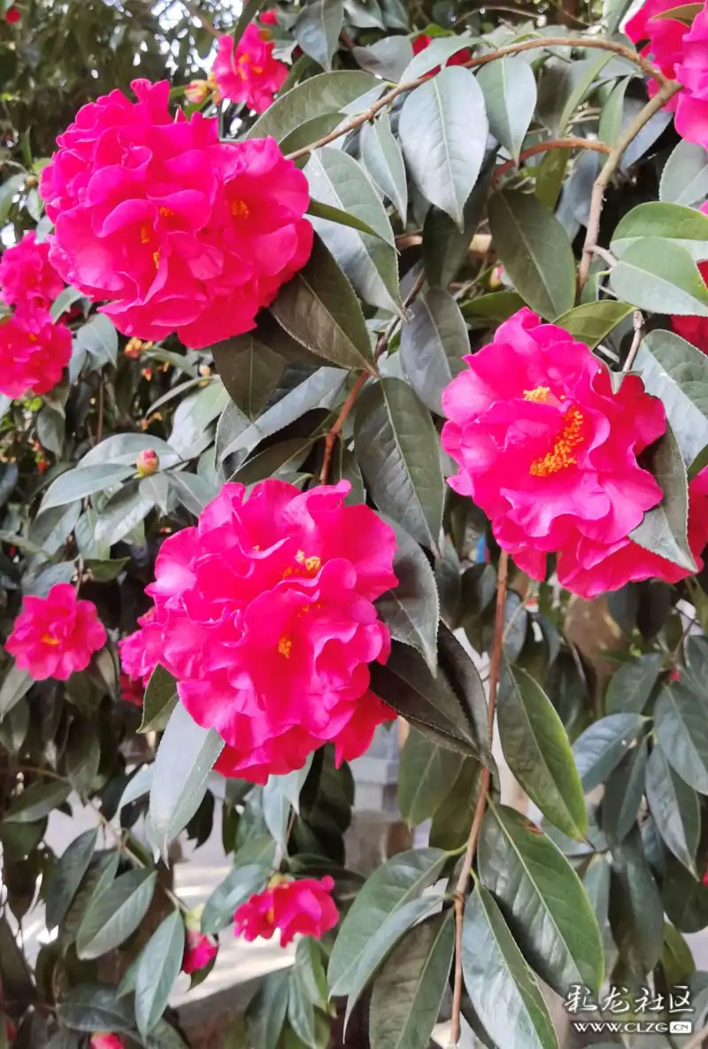 茶花盛开了一一黑龙潭龙泉观里的一棵茶花树开满了又大又红的茶花!