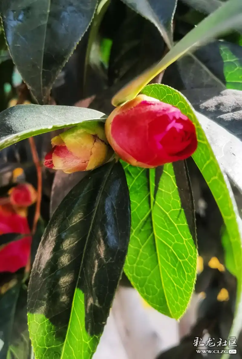 茶花盛开了一一黑龙潭龙泉观里的一棵茶花树开满了又大又红的茶花