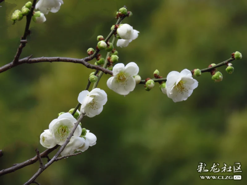 冰清玉洁白梅花开