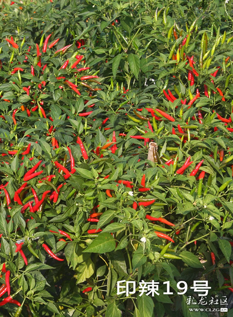 川椒种业超高产朝天椒新品种种植技术你知道吗