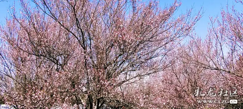 春城无处不飞花寒冬腊月也一样枯梅绽放黑龙潭大观楼旁梅花香西山古寺