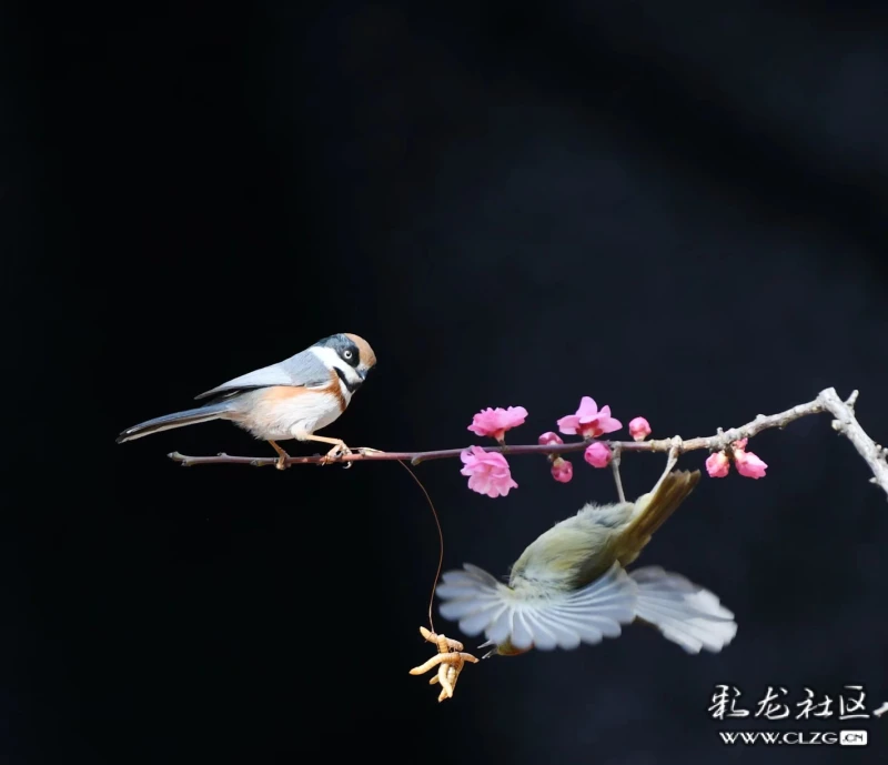 林中鸟儿拍摄老赛