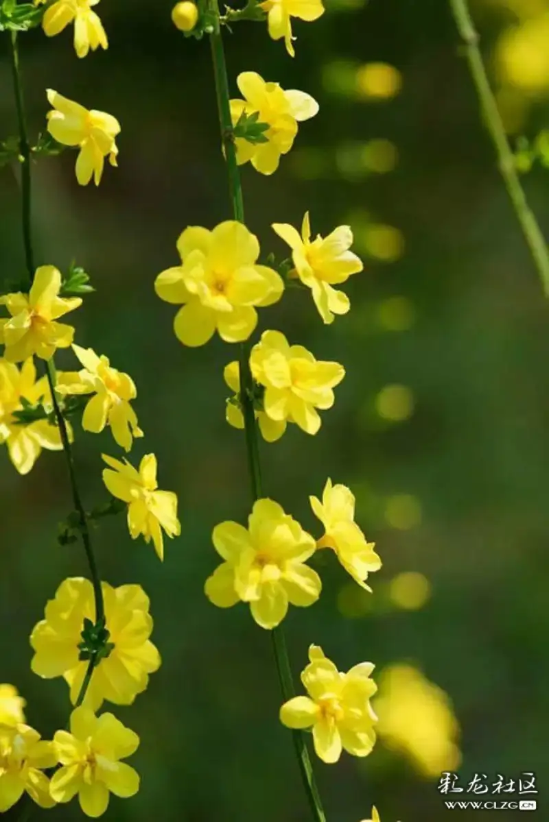 春天来了一一分享一组迎春花图片