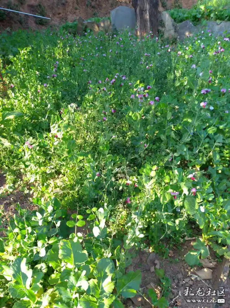 蚕豆花豌豆花(雪山雄鹰)