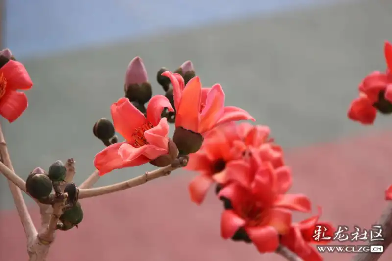 寻找攀枝花