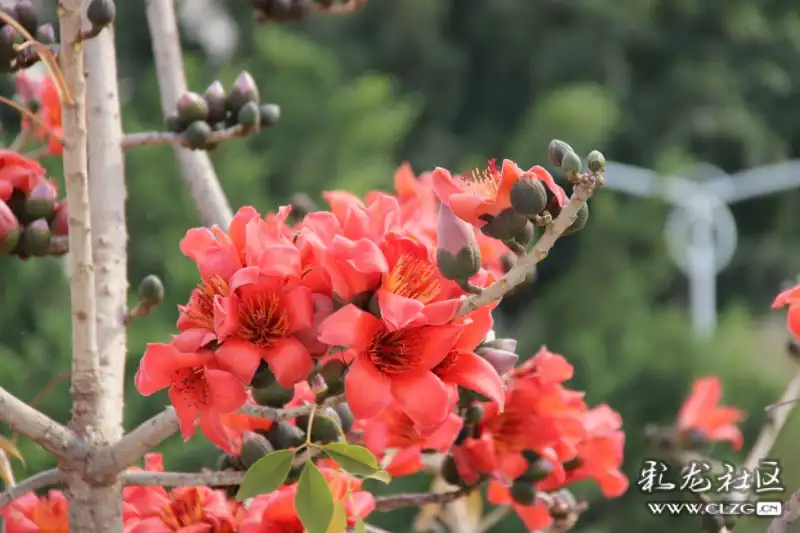 寻找攀枝花