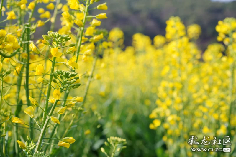 早春菜花分外香