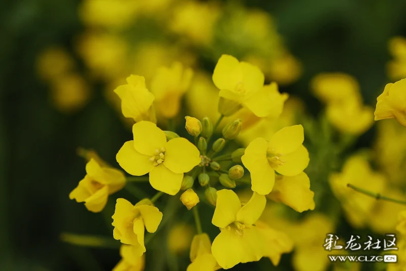 早春菜花分外香