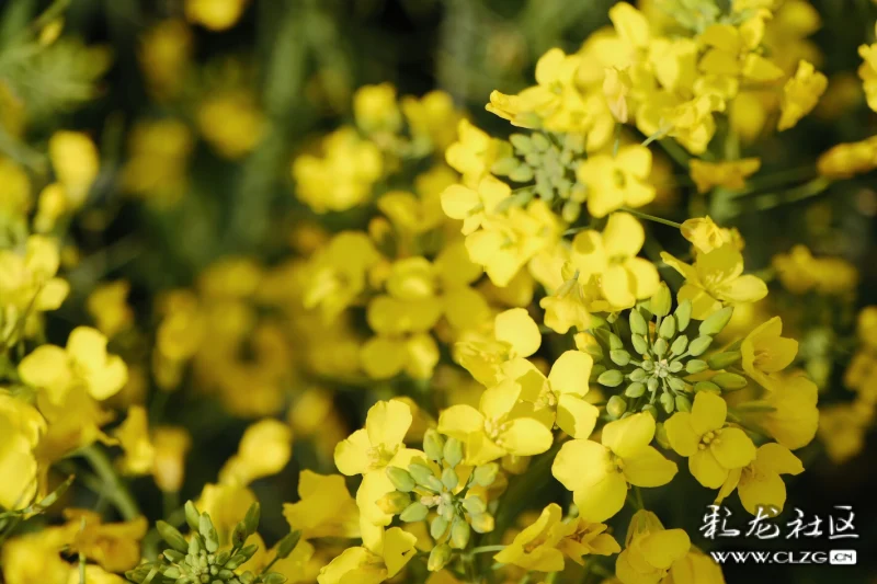 早春菜花分外香