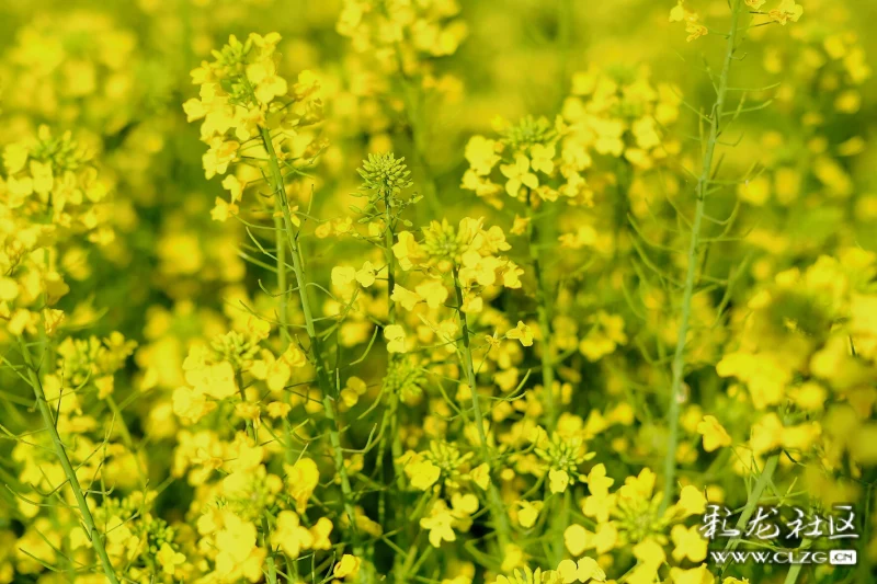 早春菜花分外香