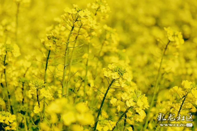 早春菜花分外香