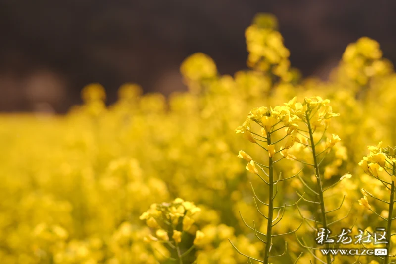 早春菜花分外香