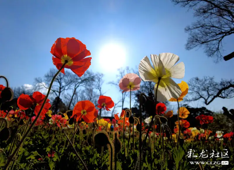 春意盎然百花绽放迎新春