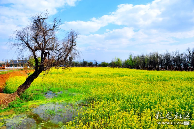 赏花不用走太远,王官与斗南两湿地之间的原彩龙村地块就有大片油菜花