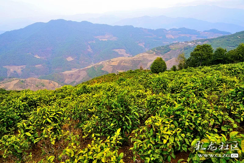 茶山行:临沧凤庆柏木山昌泽古树茶!