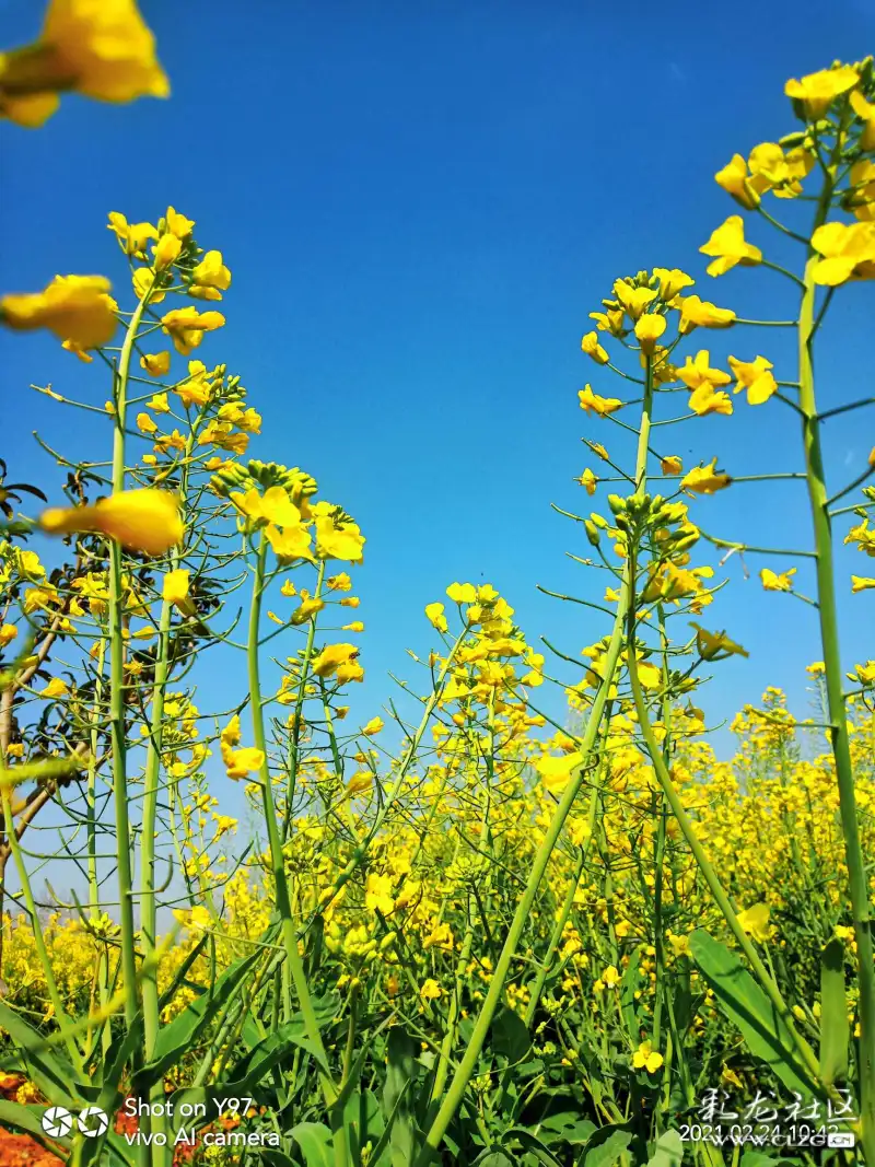 蒙自石榴园赏油菜花吃过桥米线