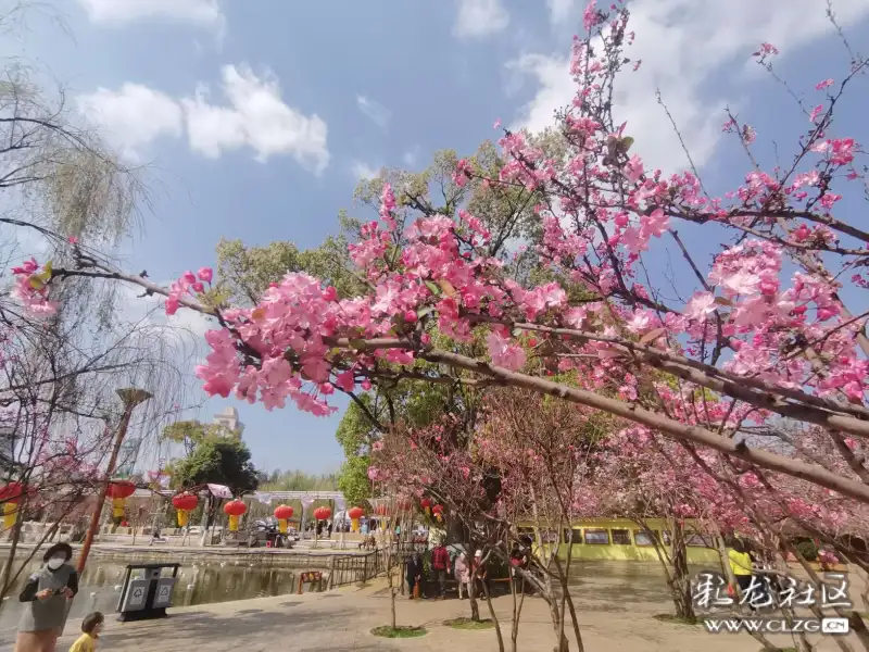 春城无处不飞花